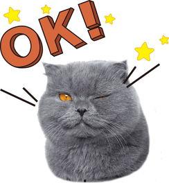 娱乐吃瓜酱猫拦截